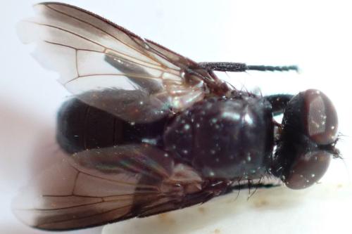 Catharosia sp.